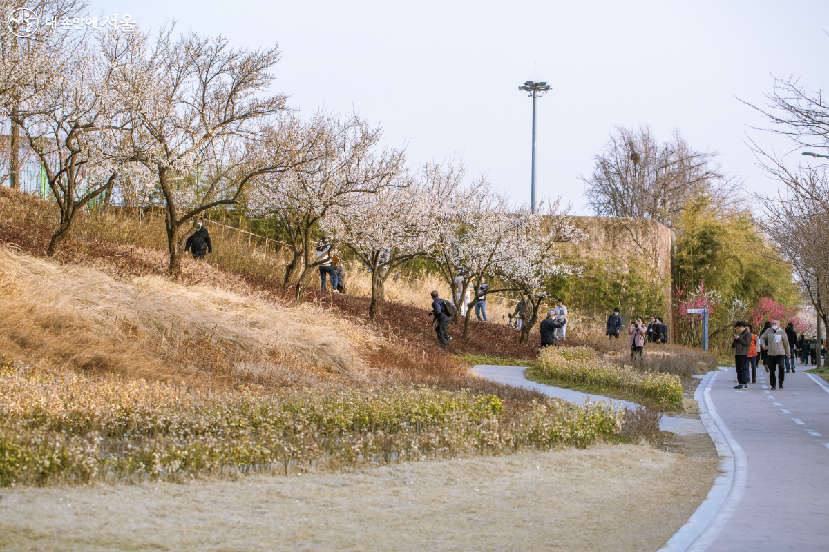 향긋한 매화 향기와 함께 산책도 즐길 수 있는 청계천 하동매실거리 ©문청야