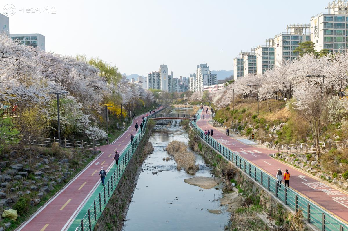 서울시 테마산책길인 우이천 벚꽃길 산책로 ⓒ이병문