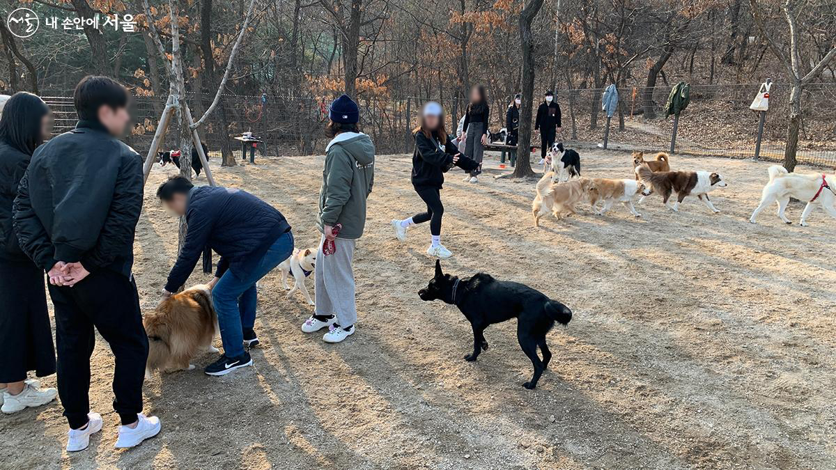 반려인들과 함께 있는 대형견들 ©김수정