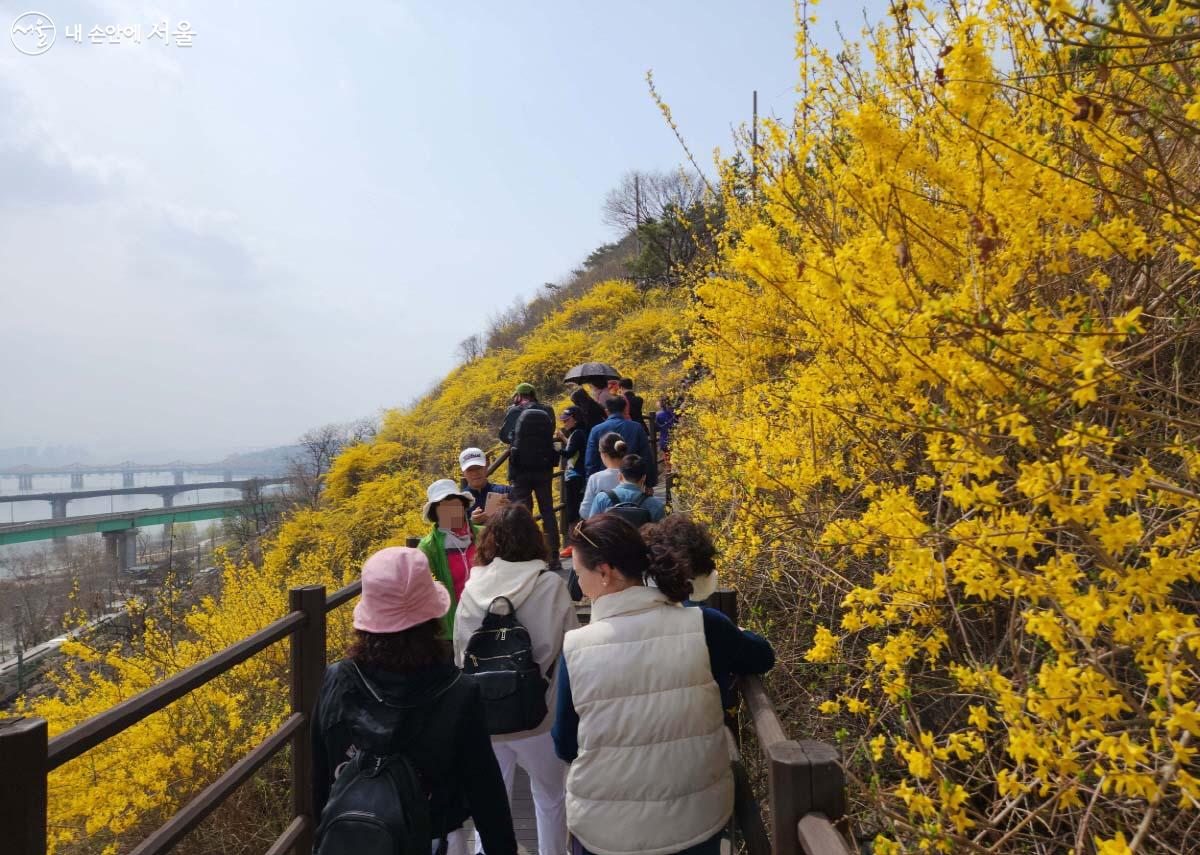 응봉산 개나리 축제장으로 향하는 시민들이 줄지어 오르내리고 있는 모습 ©조시승