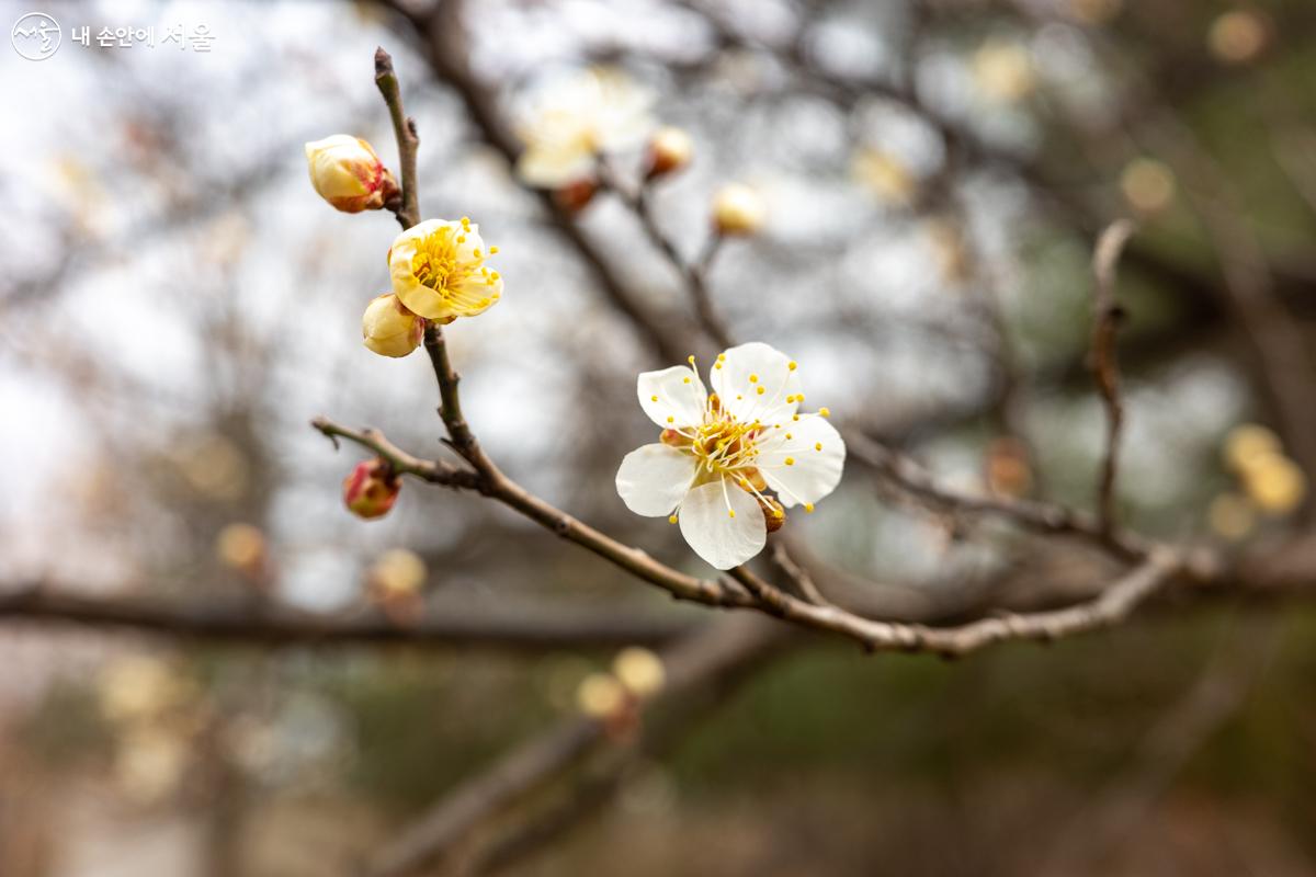 봄을 알리는 매화꽃이 핀 평화의 공원 ©이병문