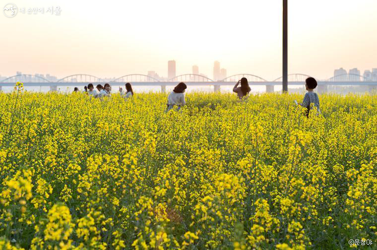 한강 서래섬 유채꽃 축제 (5월 예정)