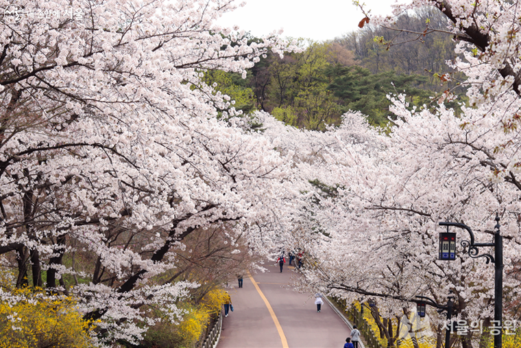 서울시가 4월부터 남산공원, 서울식물원 등 17개 공원에서 ‘공원 사계축제-봄’을 개최한다. 