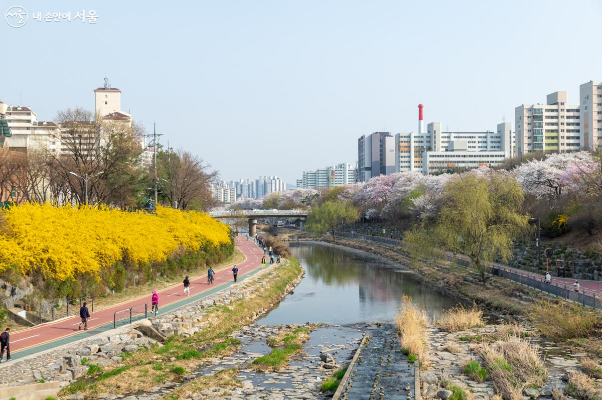 우이천 뚝방의 벚꽃길 산책로가 장관이다. ⓒ이병문