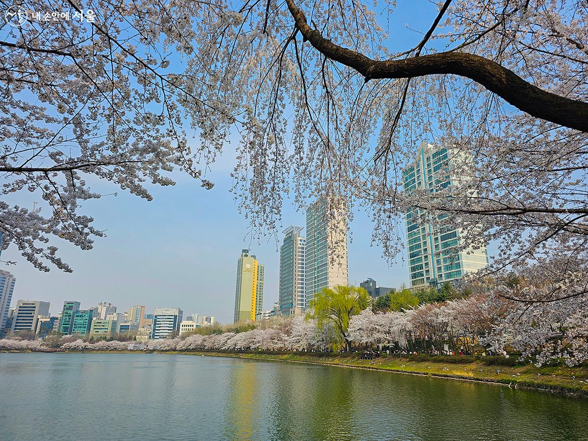 파란 하늘과 핑크빛 벚꽃, 초록색 잔잔한 호수가 삼박자를 이루는 석촌호수의 봄 풍경 ⓒ박원선