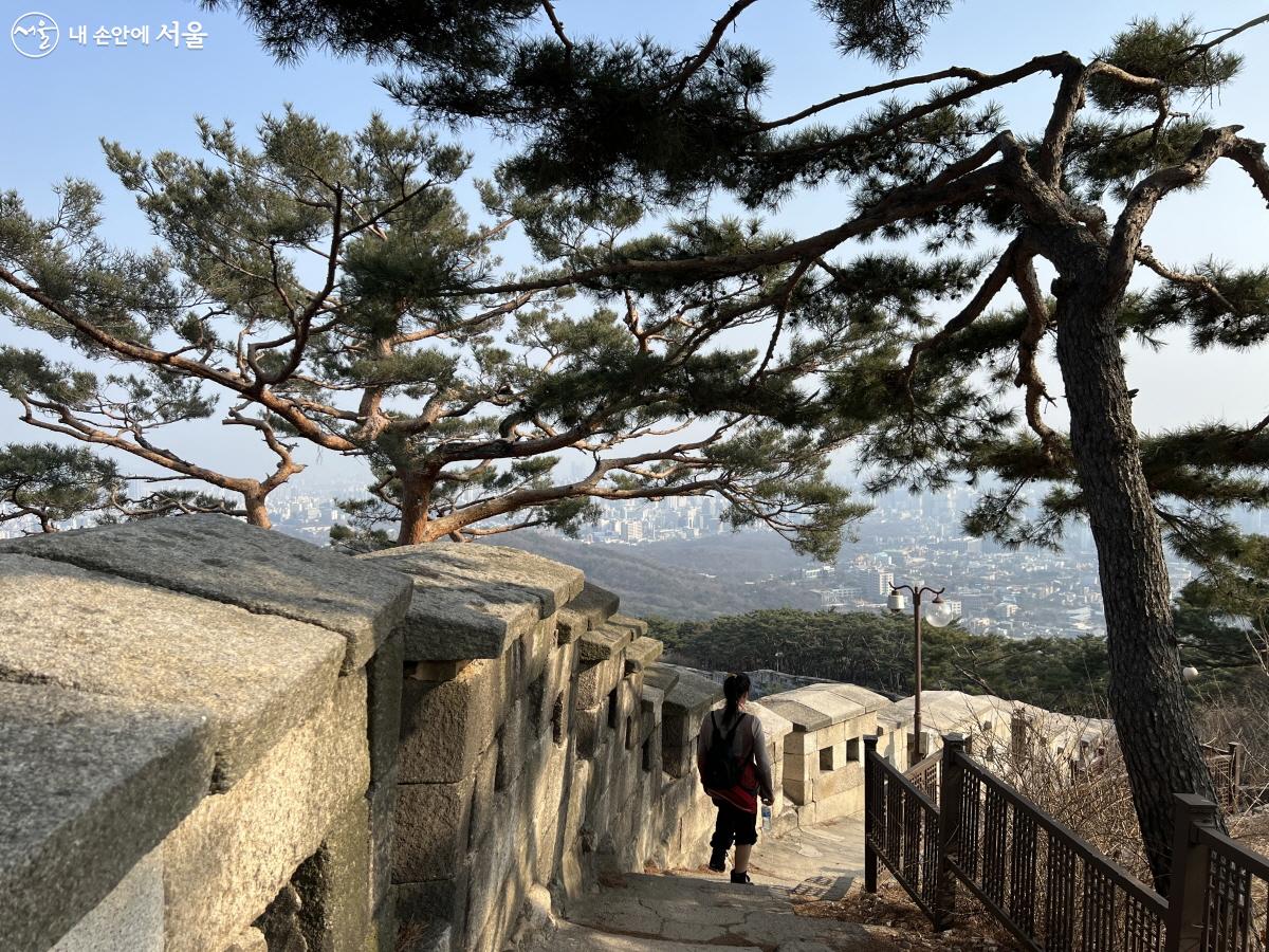 방문객이 소나무 보호 군락지 옆 도성길을 걷고 있다. ⓒ박지영