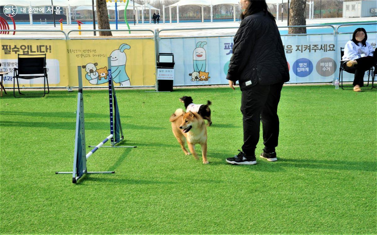 쉼터에는 반려동물 전문 훈련사가 상주하며 행동 교정 상담 및 산책 훈련 교육 등을 제공한다. ⓒ조수봉 