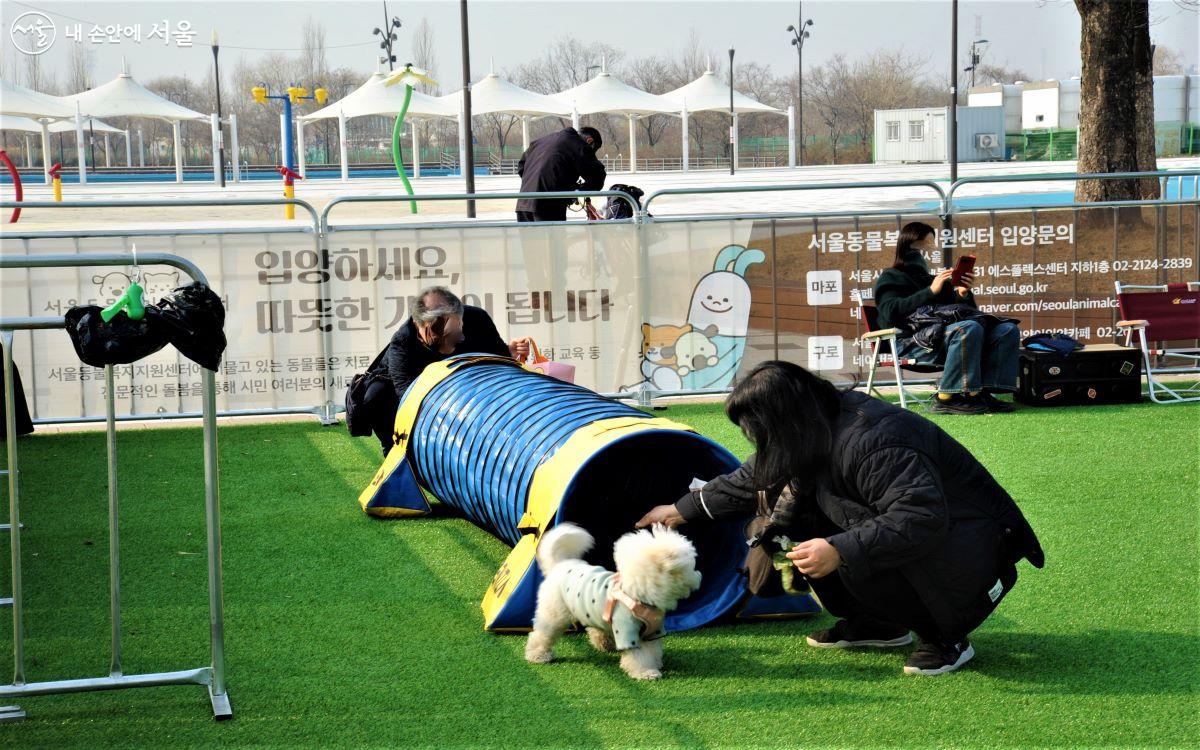 놀이기구(어질리티)를 이용 중인 반려견 ⓒ조수봉