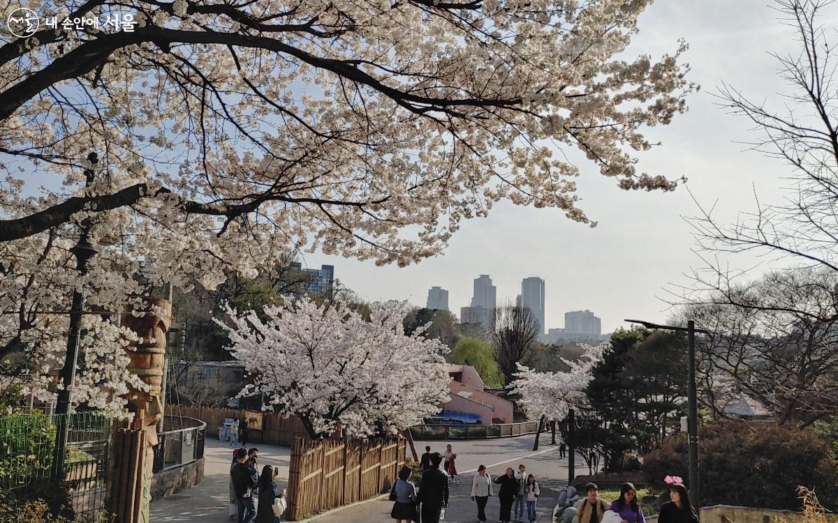 동물원으로 가는 입구에도 멋지게 꽃이 피었다. ⓒ홍혜수