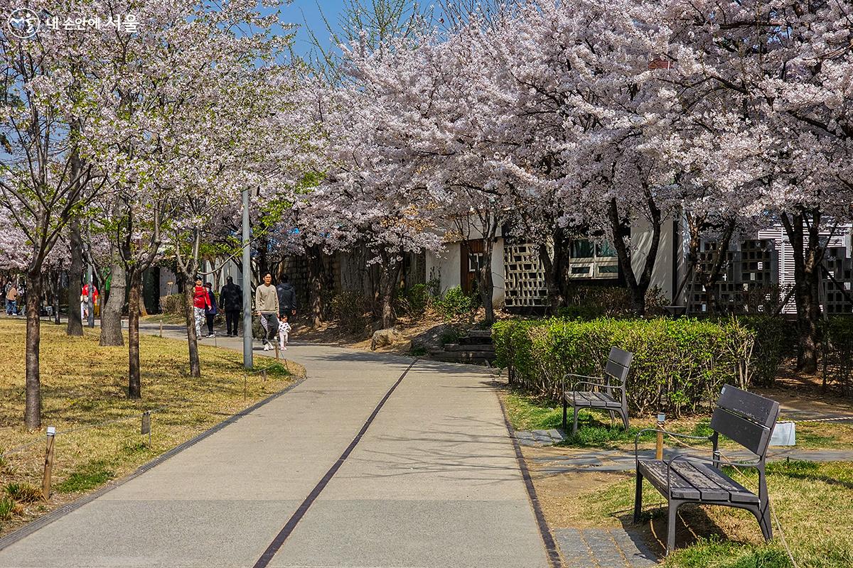 많은 분들이 벚꽃나들이를 하기 위해 경의선숲길을 산책하고 있다. ⓒ유서경