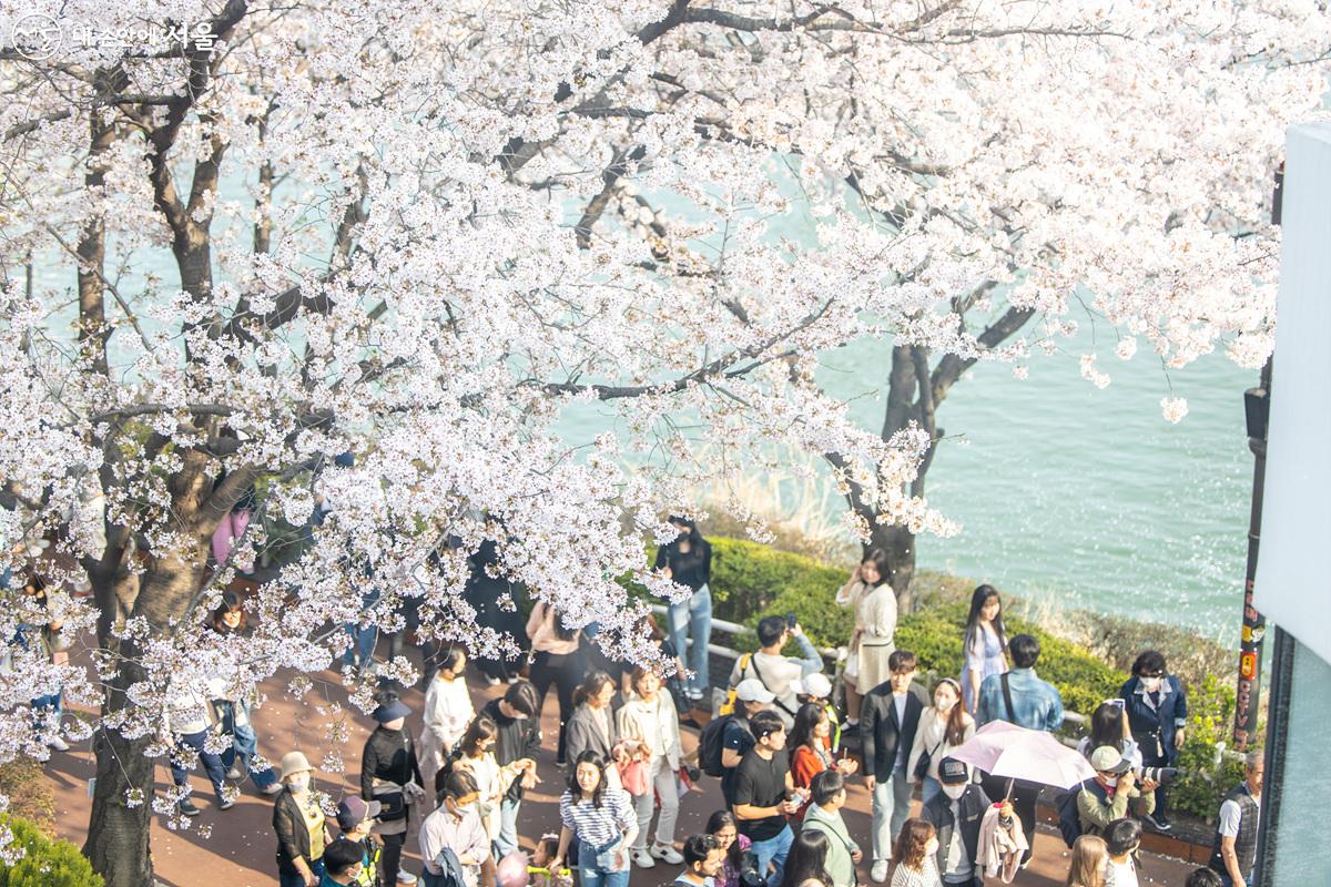 시민들이 올봄 최고의 벚꽃 풍경을 만끽하고 있다. ⓒ임중빈