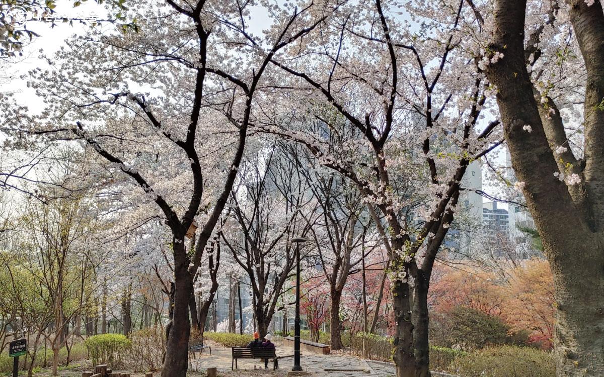 마치 벚꽃 숲에 놀러온 것 같은 몽환적인 느낌을 주는 사가정공원 ⓒ홍혜수