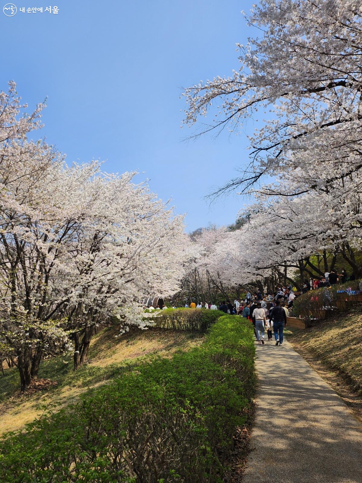 <빨간 머리 앤>의 '환희의 흰 길'이 연상되는 벚꽃나무 길 ©김정원