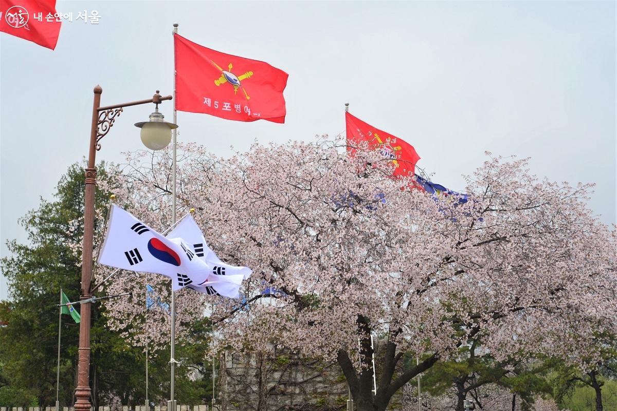 벚꽃이 만개한 육군사관학교 캠퍼스에서 '노원 즐거운 벚꽃길 콘서트'가 열렸다. ©이봉덕