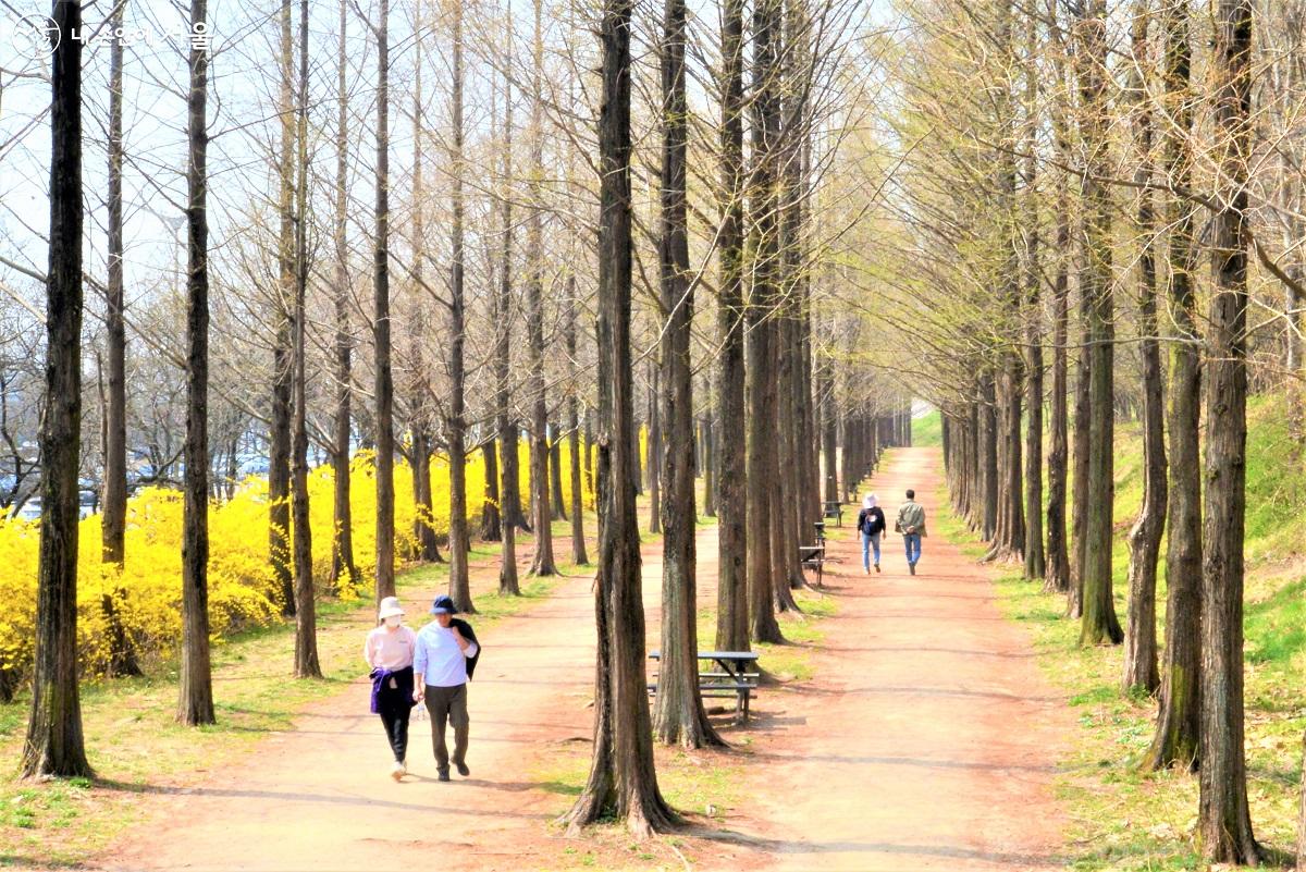 쭉쭉빵빵 하늘을 찌를 듯 높게 솟은 나무 사이를 걸으며 산책을 즐기는 시민들 ©이봉덕