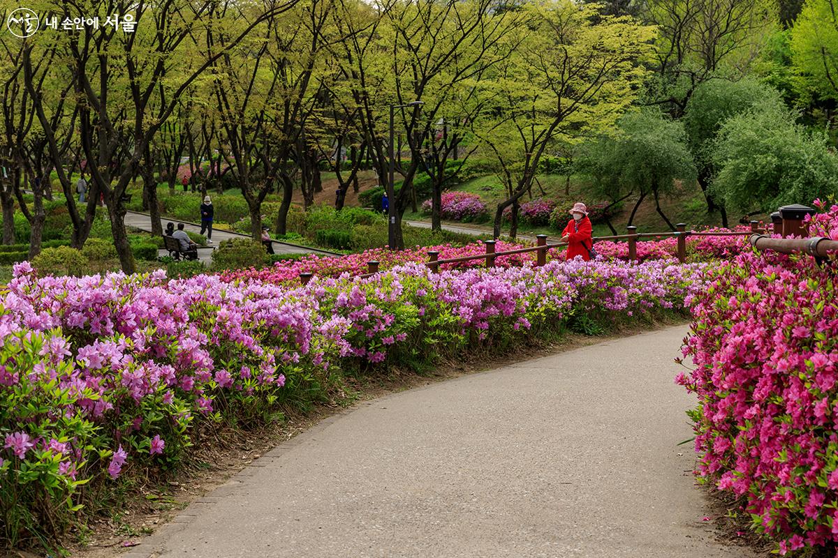 짧은 봄이 아쉽지만 철쭉이 핀 보라매공원에서 위로를 얻다. ©유서경