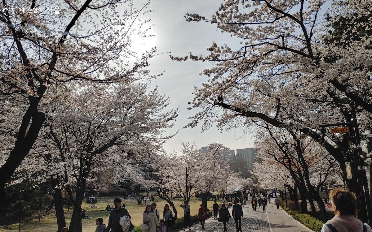 서울어린이대공원 입구부터 시작되는 벚꽃길 ⓒ홍혜수