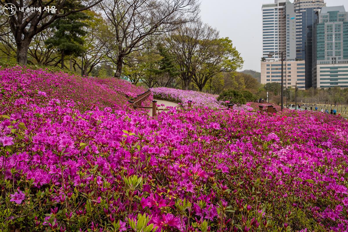 철쭉 동산을 볼 수 있는 보라매공원 ©유서경