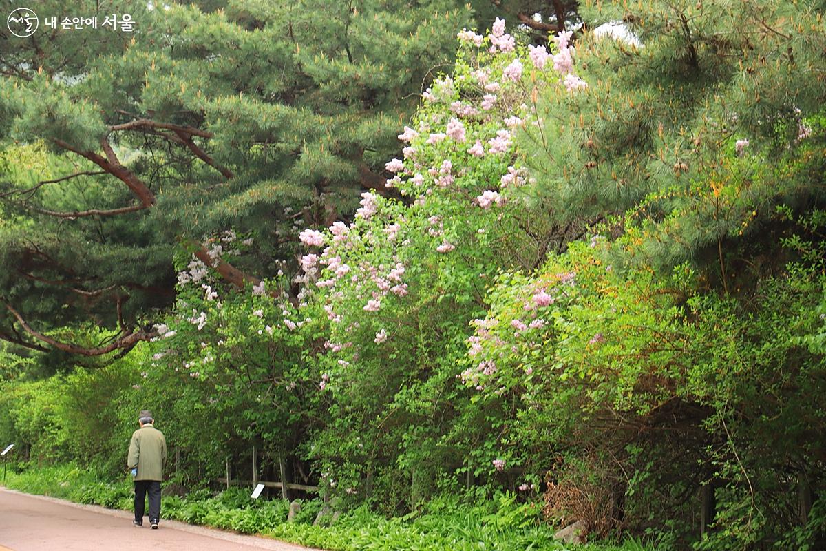 산책로 주변 예쁜 봄꽃들이 산책길을 더욱 즐겁게 해준다. ⓒ정향선