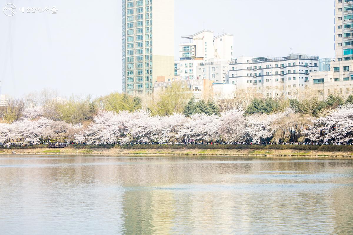 석촌호수 산책로를 따라 길게 늘어선 왕벚나무들도 꽃을 활짝 피웠다. ⓒ임중빈