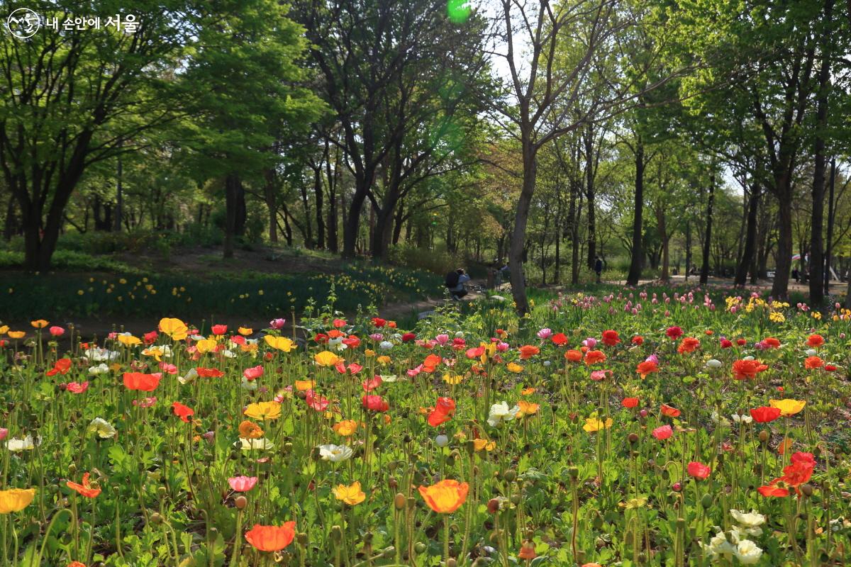 올해는 양귀비가 개울가에 찬란하게 피었다. ©이선미 