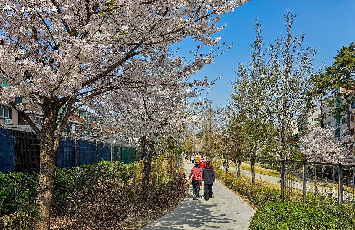 경의선숲길에도 벚꽃이 만개해 있다. ⓒ유서경