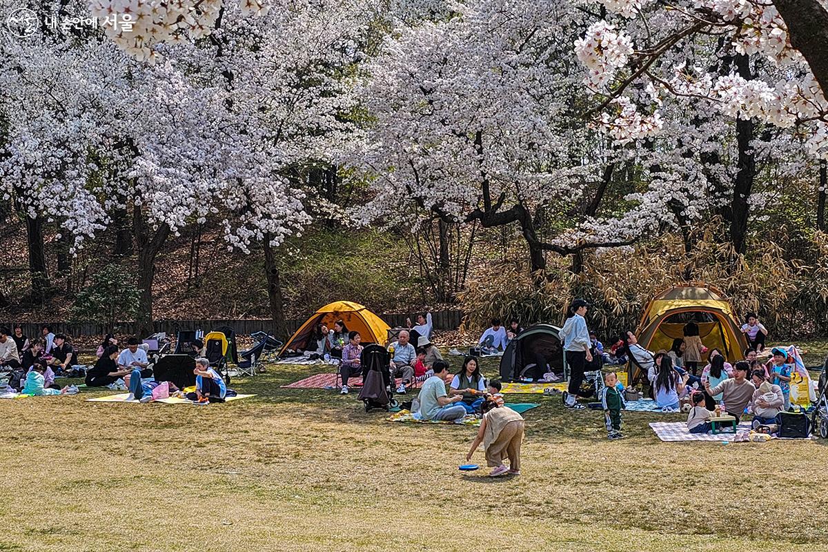 어린이대공원에 흐드러지게 핀 벚나무 아래에서 각자 저마다의 방식으로 봄나들이를 즐기는 모습 ⓒ유서경