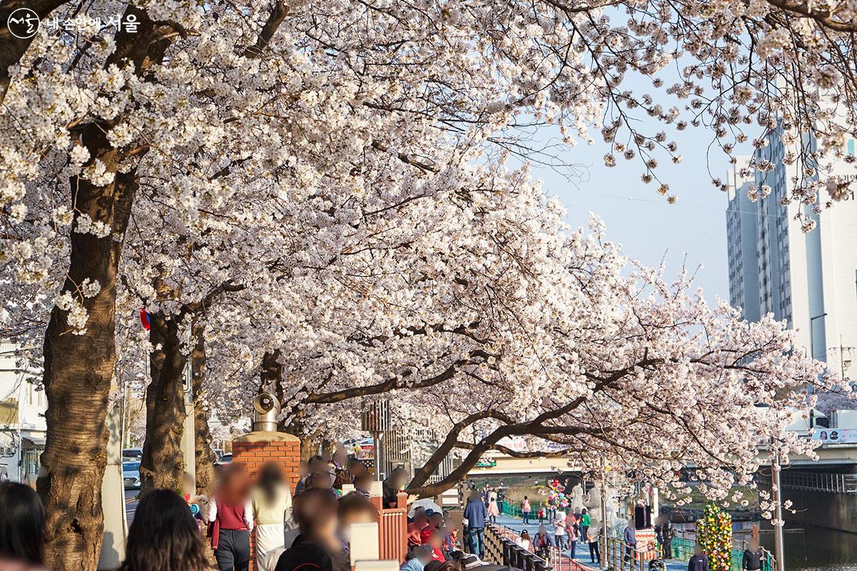 많은 시민들이 우이천변에서 벚꽃을 즐기고 있다. ⓒ이정규