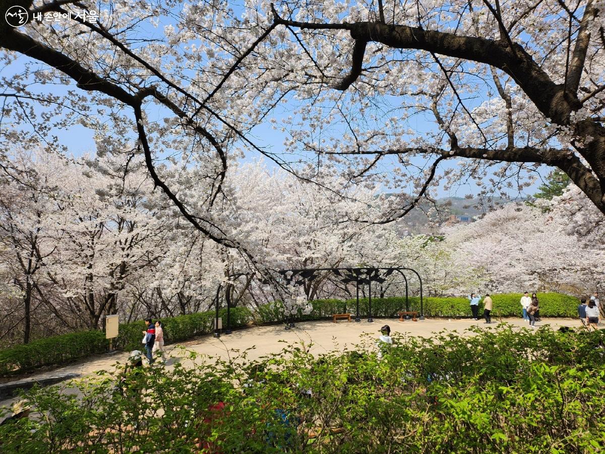 벚꽃으로 둘러싸인 벚꽃 마당은 공간이 넓어 종종 공연도 열린다. ©김정원