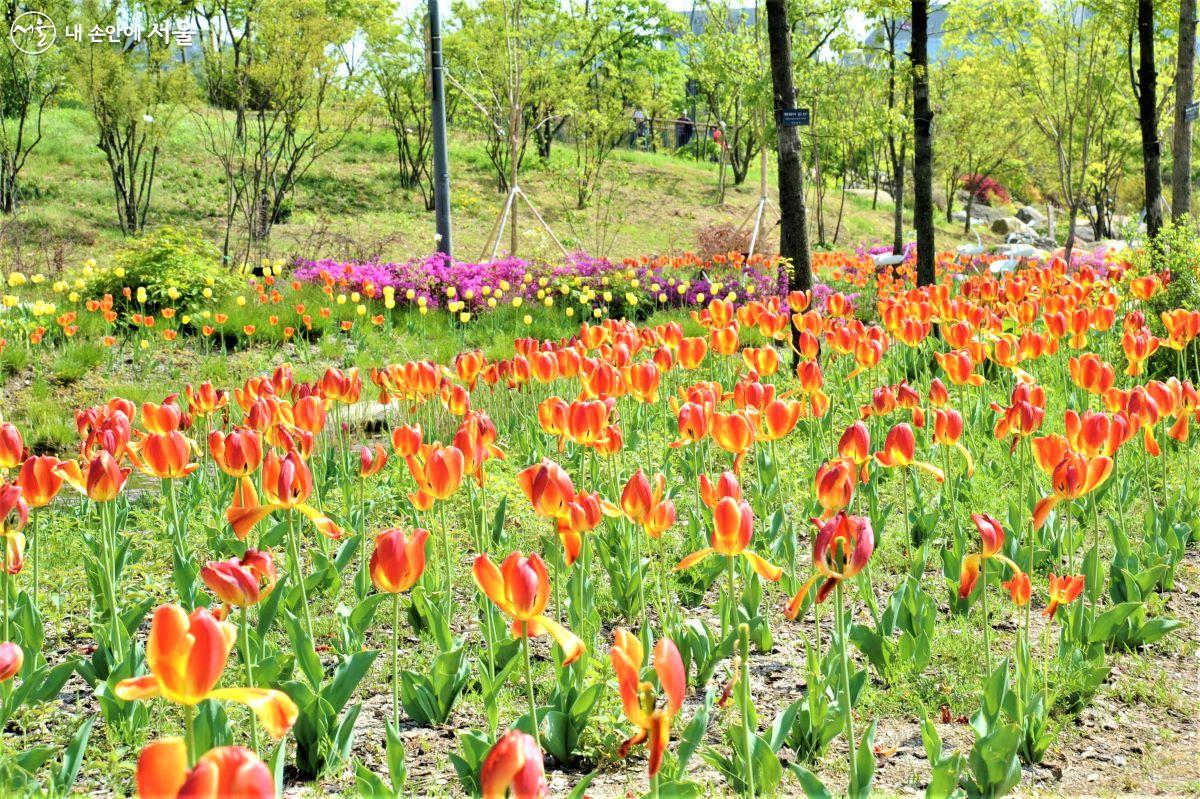 주제정원 곳곳에 튤립이 군락을 이루고 있다. ⓒ조수봉