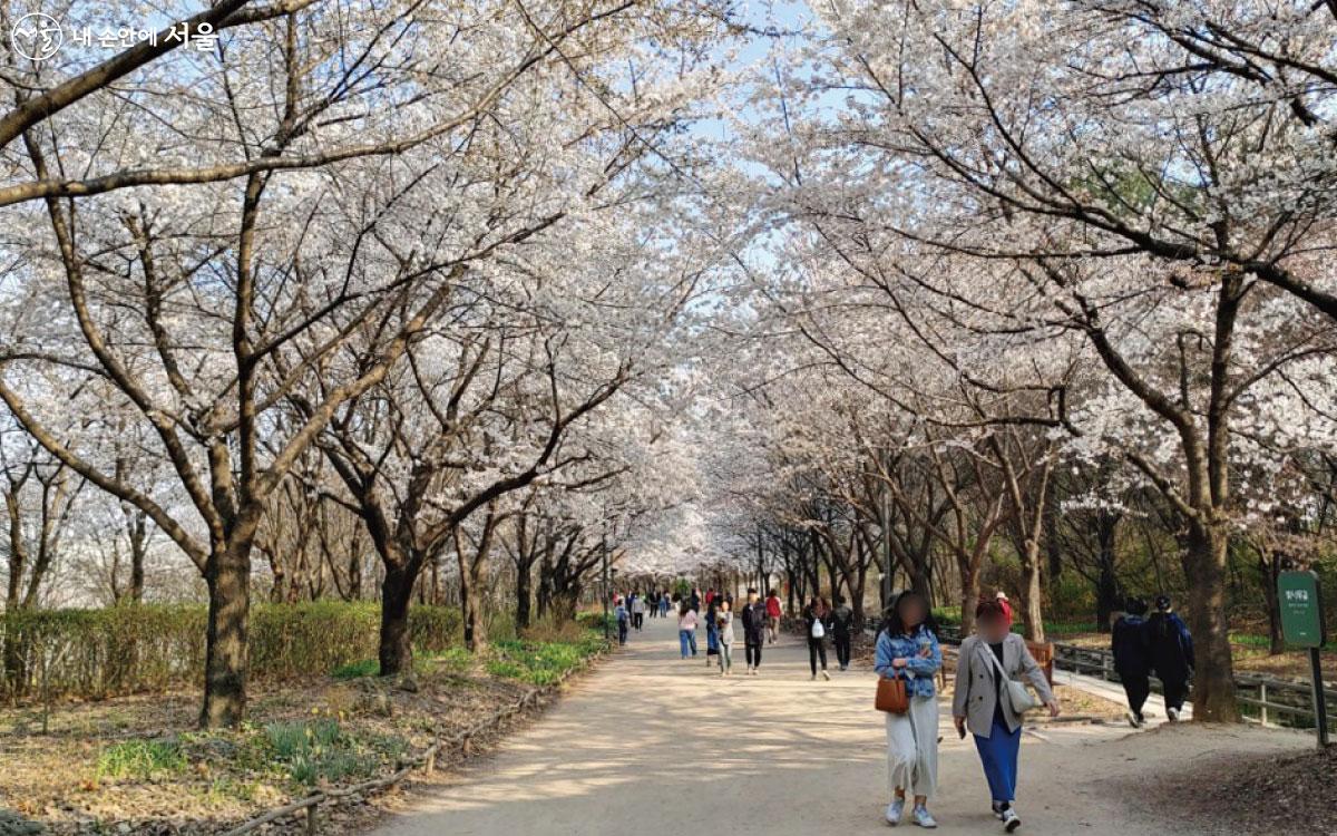 많은 시민들이 벚꽃과 함께 산책을 즐기고 있다. ⓒ홍혜수