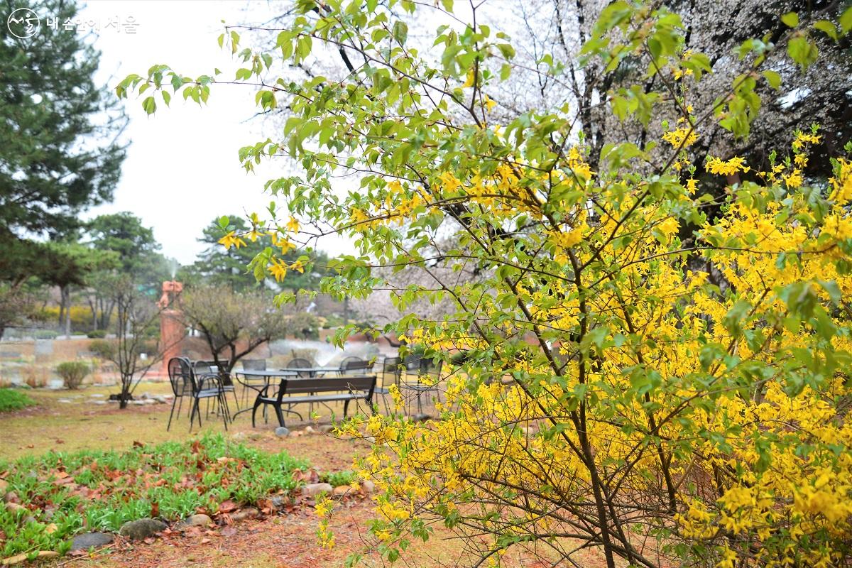 공연장인 범무천 연못가에 개나리가 흐드러지게 피어 있다. ©이봉덕