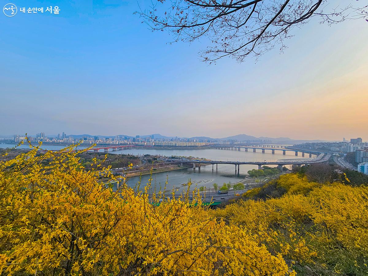 개나리꽃이 만발한 응봉산 정상에서 서울시내를 한눈에 내려다볼 수 있었다. ⓒ박원선