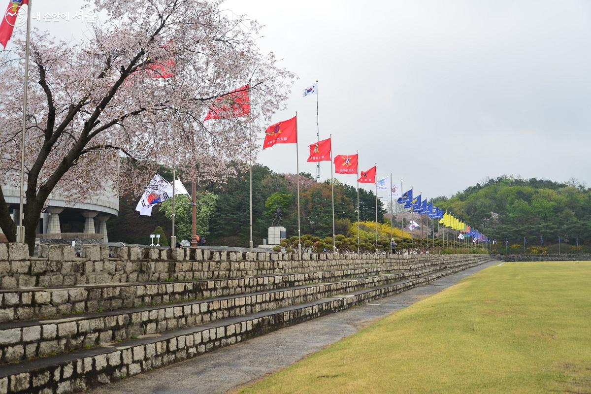 화랑연병장 주변에 벚꽃이 활짝 폈다. ©이봉덕 