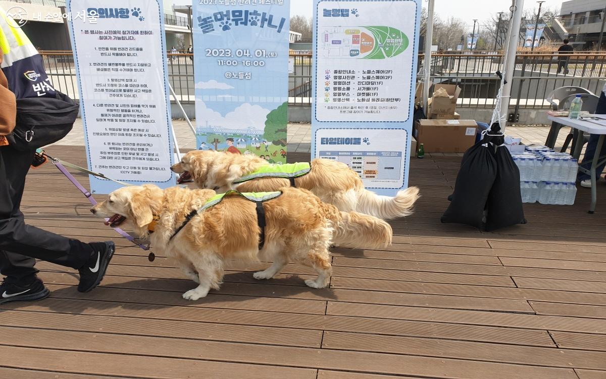 작년 강동구 시범 운영 이후 서울시 전 지자체로 확대된 반려견 순찰대 ©최윤정