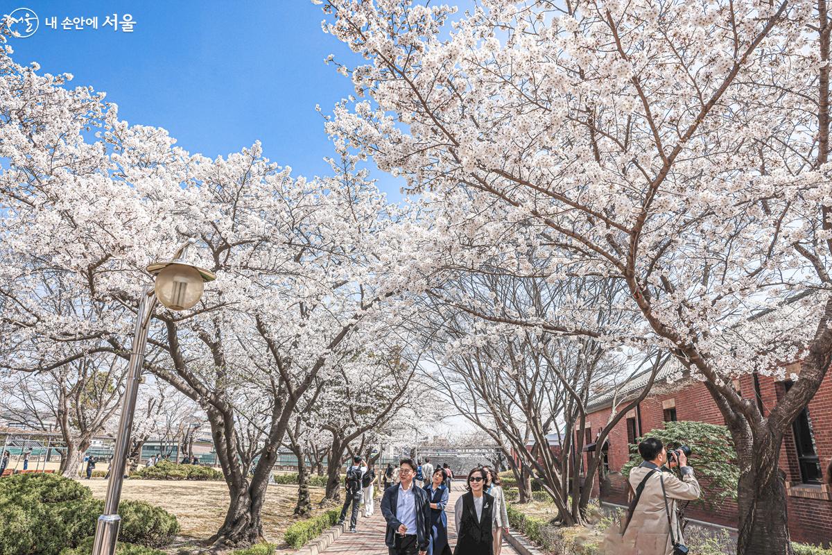 만개한 벚꽃 길을 걸으며 봄을 만끽하고 있는 시민들의 모습 ©박우영 