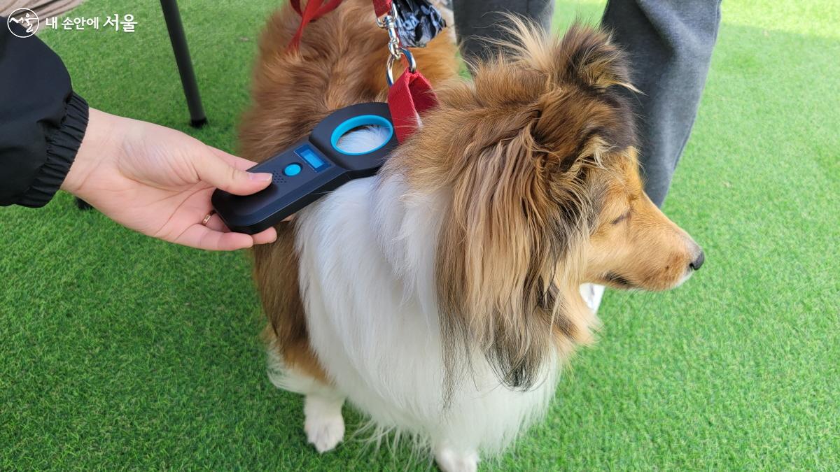 여의도한강공원 반려인·반려견 임시쉼터에 방문한 강아지가 동물등록증을 인증받고 있다. ©김현지