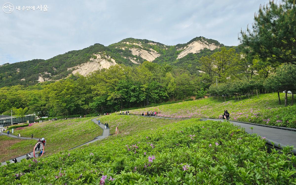 넓은 철쭉동산 뒤로 웅장한 불암산이 보인다. ©홍혜수