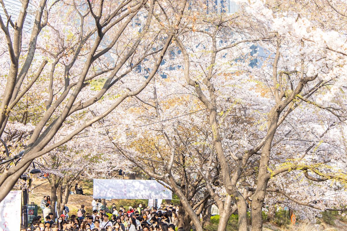 4월 첫째 주 주말, 석촌호수는 벚꽃 구경 나온 많은 관광객들과 시민들로 가득했다. ⓒ임중빈