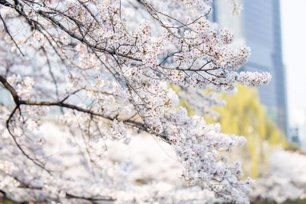 일주일가량 빠르게 피어난 벚꽃잎. 4월 첫 주인데 벌써 만개한듯하다. ⓒ임중빈