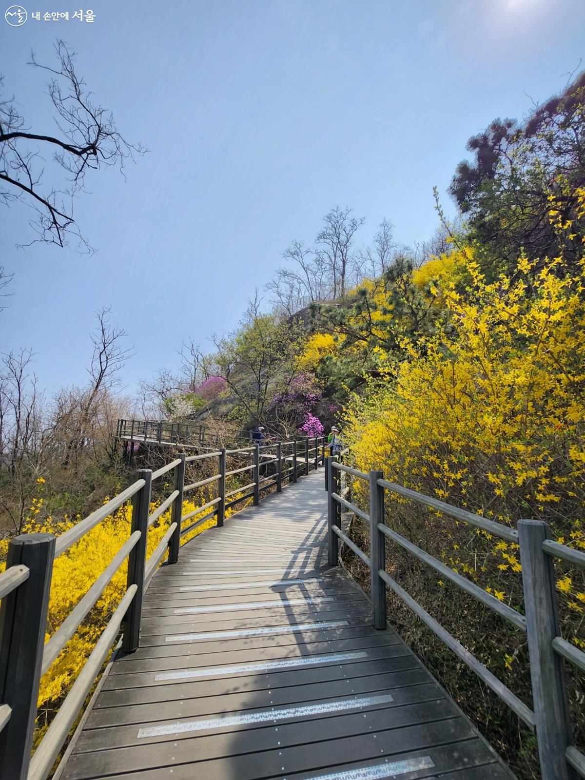독립문공원 방향으로 내려가는 길에서는 개나리 등 형형색색 핀 봄꽃들을 만날 수 있다. ©김정원
