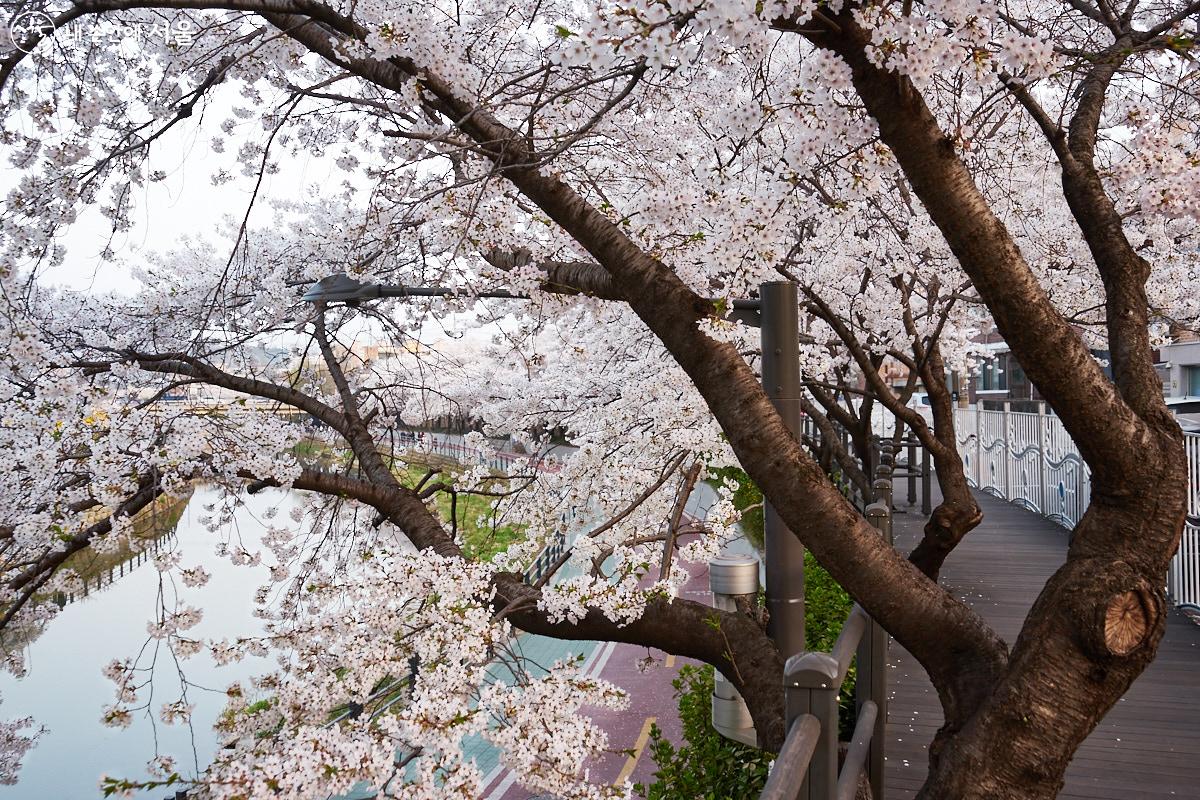 흐드러지게 핀 벚꽃을 보면 여러 시름이 잠시나마 물러나는 듯하다. ⓒ이정규