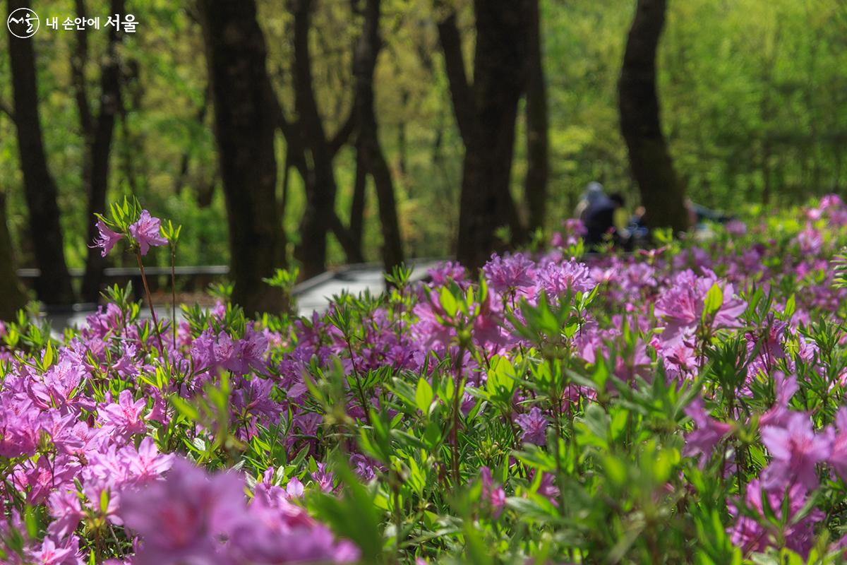 불암산 나비정원 철쭉동산에 핀 철쭉과 함께 나들이를 나온 시민들의 모습 ©유서경