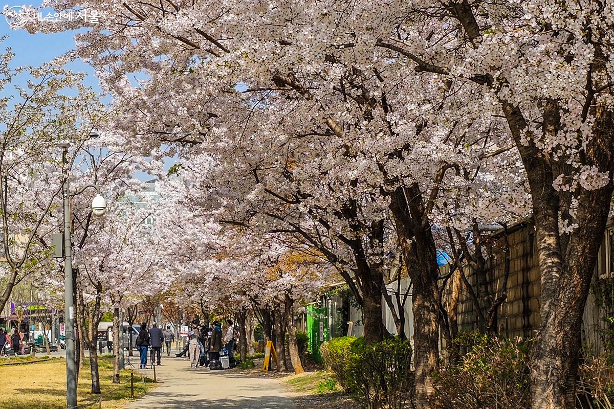 경의선숲길에 핀 벚꽃이 팝콘처럼 풍성하다. ⓒ유서경