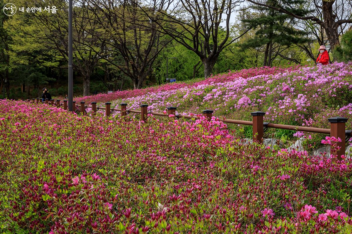 보라매공원 철쭉동산을 바라보며 산책을 즐기는 시민들의 모습 ©유서경