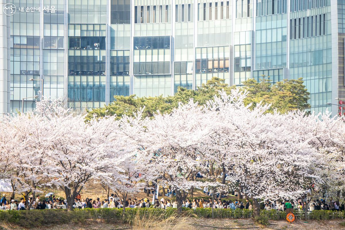 2023 석촌호수 벚꽃축제는 4월 5일부터 9일까지 진행됐다. ⓒ임중빈