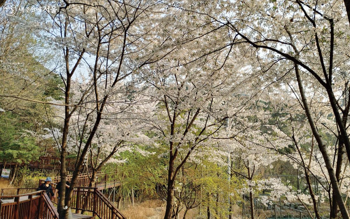 데크길에서 보는 숲속 느낌의 벚꽃뷰 ⓒ홍혜수