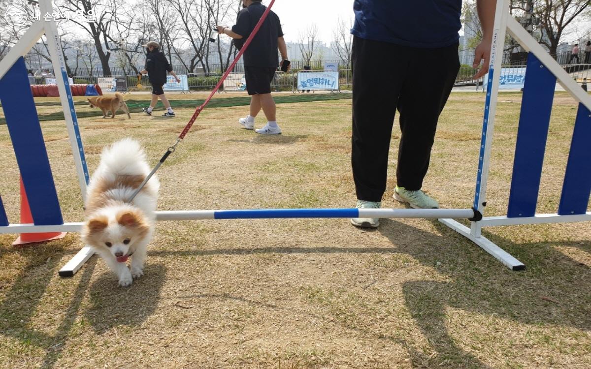 우리 댕댕이와 함께 어질리티 도전해볼까? ©최윤정