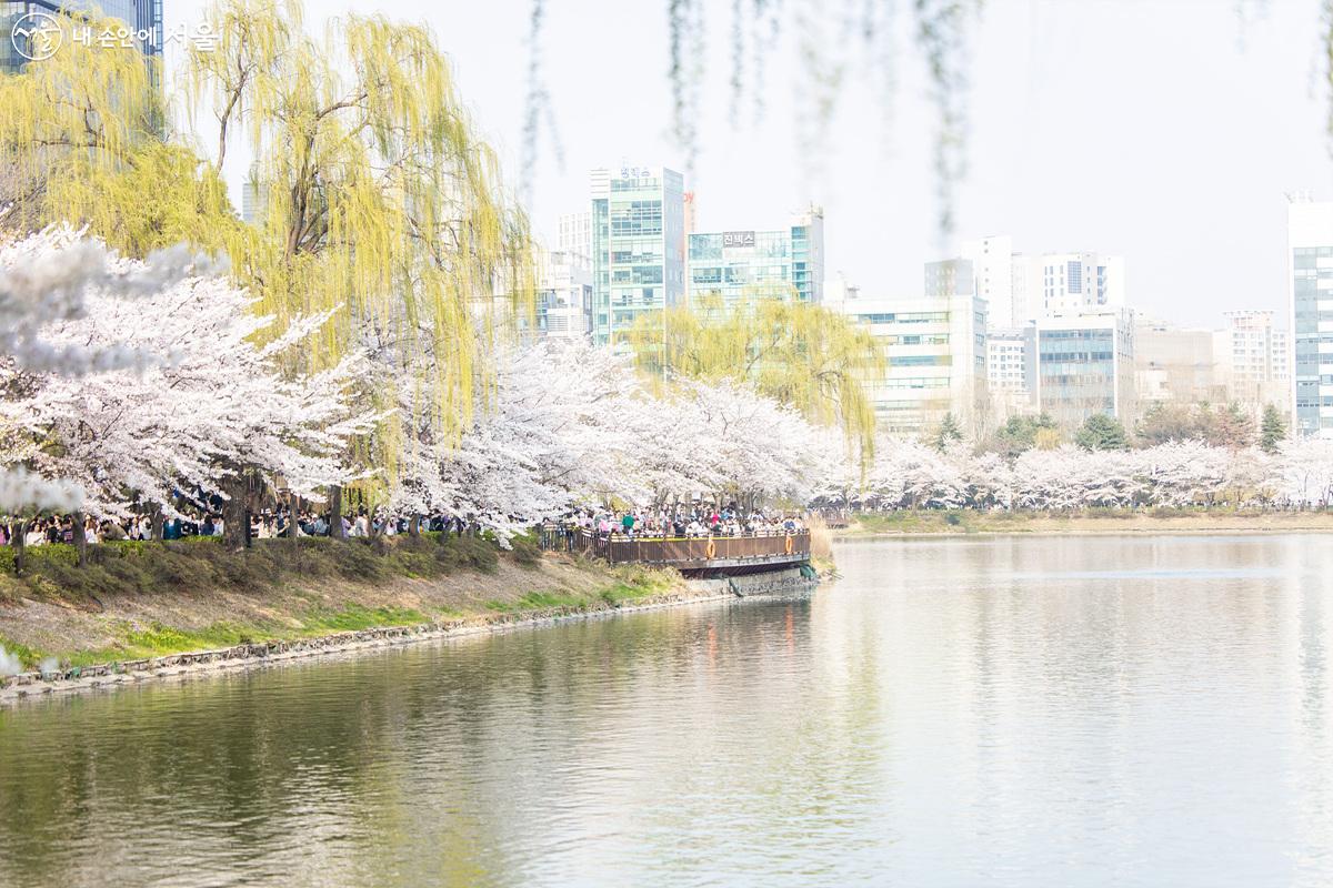 한 방향 걷기, 주차 및 교통통제 등 서울시의 발빠른 질서유지 덕분에 안전한 벚꽃놀이가 진행되고 있다. ⓒ임중빈