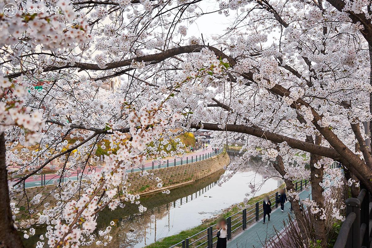 산책 나온 시민들이 잠시 멈춰 서서 화려한 벚꽃을 카메라에 담곤 한다. ⓒ이정규